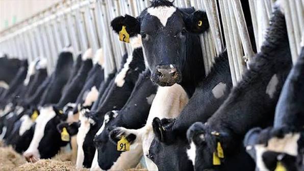 ANIMAL PRODUCTION TECHNOLOGIST