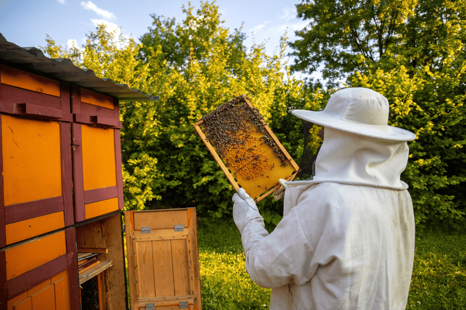 APIARY ATTENDANT