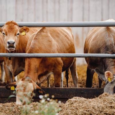 ANIMAL HEALTH AND PRODUCTION